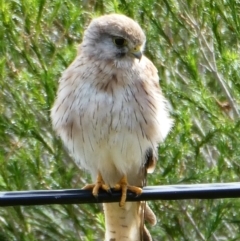 Falco cenchroides (Nankeen Kestrel) at Chapman, ACT - 21 Dec 2020 by Chris Appleton