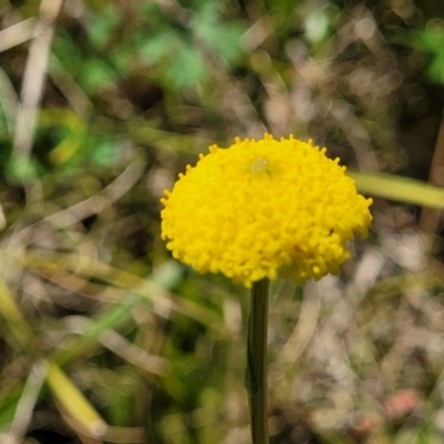Craspedia variabilis (Common Billy Buttons) at Tennent, ACT - 9 Oct 2021 by trevorpreston