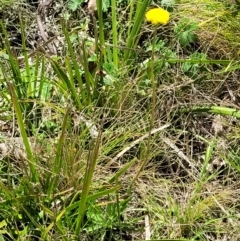 Craspedia variabilis at Tennent, ACT - 9 Oct 2021