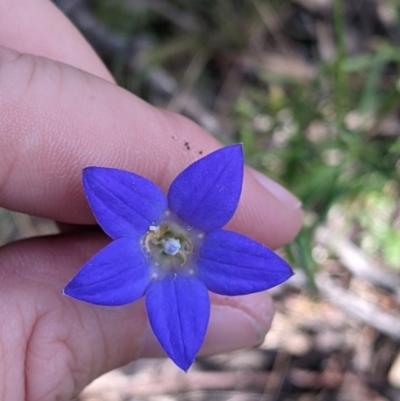 Wahlenbergia sp. (Bluebell) at Fargunyah, NSW - 8 Oct 2021 by Darcy