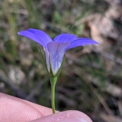 Wahlenbergia sp. at Fargunyah, NSW - 9 Oct 2021 10:30 AM