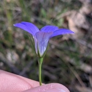 Wahlenbergia sp. at Fargunyah, NSW - 9 Oct 2021