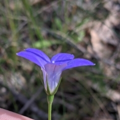 Wahlenbergia sp. at Fargunyah, NSW - 9 Oct 2021 10:30 AM