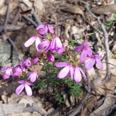 Tetratheca bauerifolia (Heath Pink-bells) at Bungendore, NSW - 8 Oct 2021 by AlexJ