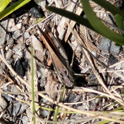 Cryptobothrus chrysophorus (Golden Bandwing) at Tennent, ACT - 9 Oct 2021 by tpreston