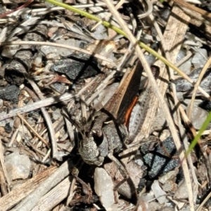 Cryptobothrus chrysophorus at Tennent, ACT - 9 Oct 2021