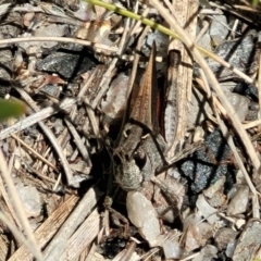 Cryptobothrus chrysophorus at Tennent, ACT - 9 Oct 2021