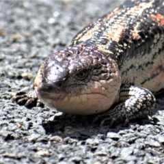 Tiliqua nigrolutea (Blotched Blue-tongue) at Tidbinbilla Nature Reserve - 24 Dec 2020 by Chris Appleton