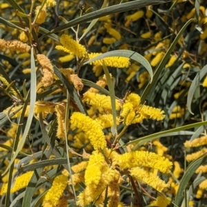 Acacia doratoxylon at Fargunyah, NSW - 9 Oct 2021