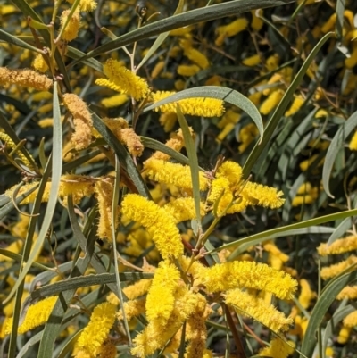 Acacia doratoxylon (Currawang) at Fargunyah, NSW - 9 Oct 2021 by Darcy