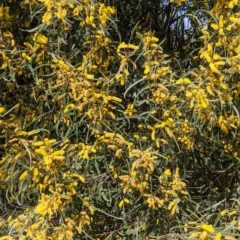 Acacia doratoxylon at Fargunyah, NSW - 9 Oct 2021