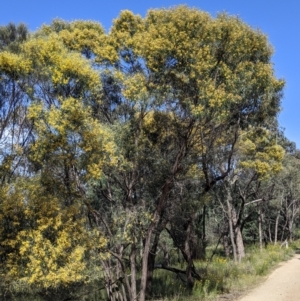 Acacia doratoxylon at Fargunyah, NSW - 9 Oct 2021