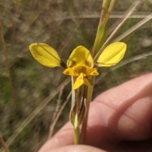 Diuris sp. (hybrid) at Lake George, NSW - suppressed