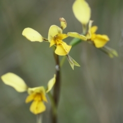 Diuris sp. (hybrid) at Lake George, NSW - suppressed