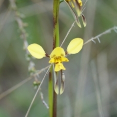 Diuris sp. (hybrid) at Lake George, NSW - suppressed