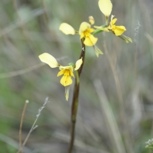 Diuris sp. (hybrid) at Lake George, NSW - suppressed