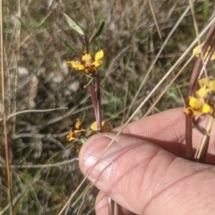 Diuris pardina (Leopard Doubletail) at Lake George, NSW - 9 Oct 2021 by MPennay
