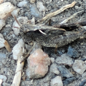 Cryptobothrus chrysophorus at Tennent, ACT - 9 Oct 2021