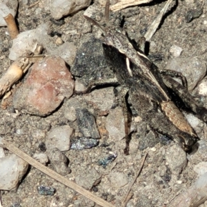 Cryptobothrus chrysophorus at Tennent, ACT - 9 Oct 2021