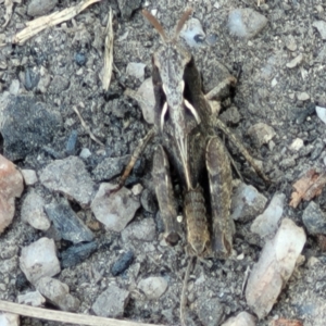 Cryptobothrus chrysophorus at Tennent, ACT - 9 Oct 2021