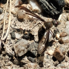 Aleucosia sp. (genus) (Bee Fly) at Tennent, ACT - 9 Oct 2021 by tpreston