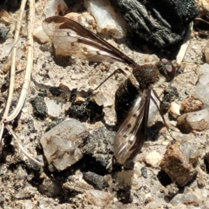 Aleucosia sp. (genus) at Tennent, ACT - 9 Oct 2021
