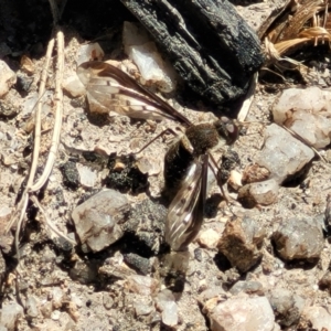 Aleucosia sp. (genus) at Tennent, ACT - 9 Oct 2021