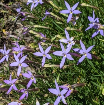 Isotoma axillaris (Australian Harebell, Showy Isotome) at Fargunyah, NSW - 9 Oct 2021 by Darcy