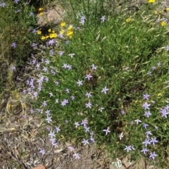 Isotoma axillaris at Fargunyah, NSW - 9 Oct 2021 10:37 AM