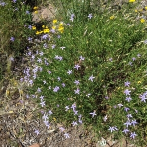 Isotoma axillaris at Fargunyah, NSW - 9 Oct 2021