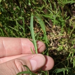 Isotoma axillaris at Fargunyah, NSW - 9 Oct 2021 10:37 AM