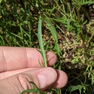 Isotoma axillaris at Fargunyah, NSW - 9 Oct 2021 10:37 AM