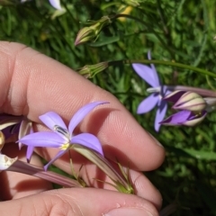 Isotoma axillaris at Fargunyah, NSW - 9 Oct 2021