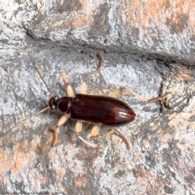 Alleculinae sp. (Subfamily) (Unidentified Comb-clawed beetle) at Bruce, ACT - 8 Oct 2021 by Roger