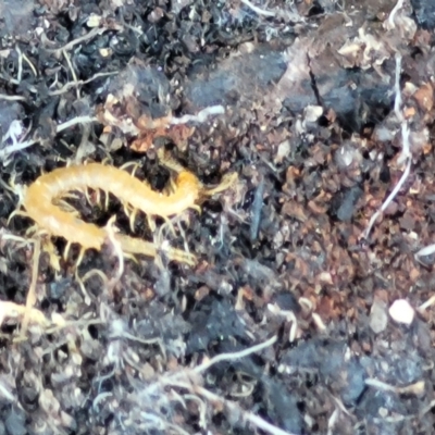 Cryptops sp. (genus) (Blind Scolopendroid Centipede) at Namadgi National Park - 9 Oct 2021 by tpreston