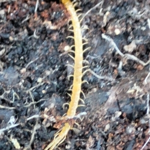 Cryptops sp. (genus) at Tennent, ACT - 9 Oct 2021