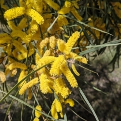 Acacia doratoxylon (Currawang) at Fargunyah, NSW - 8 Oct 2021 by Darcy