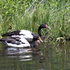 Anseranas semipalmata (Magpie Goose) at Paddys River, ACT - 24 Dec 2020 by Chris Appleton