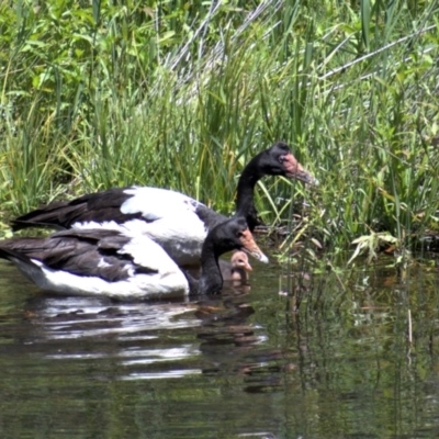 Anseranas semipalmata (Magpie Goose) at Tidbinbilla Nature Reserve - 24 Dec 2020 by ChrisAppleton