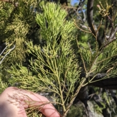 Exocarpos cupressiformis (Cherry Ballart) at Fargunyah, NSW - 8 Oct 2021 by Darcy