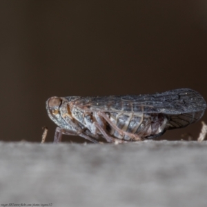 Cixiidae sp. (family) at Aranda, ACT - 8 Oct 2021