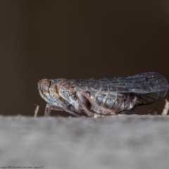 Unidentified Leafhopper & planthopper (Hemiptera, several families) (TBC) at Aranda, ACT - 7 Oct 2021 by Roger