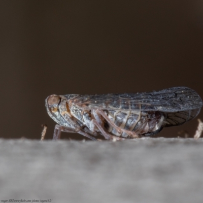 Cixiidae sp. (family) (Cixiid planthopper) at Aranda, ACT - 7 Oct 2021 by Roger