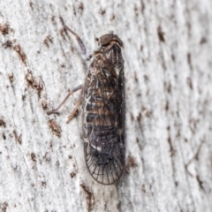 Cixiidae sp. (family) at Aranda, ACT - 8 Oct 2021