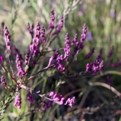 Comesperma ericinum (Heath Milkwort) at Gundaroo, NSW - 9 Oct 2021 by MaartjeSevenster