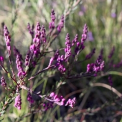 Comesperma ericinum (Heath Milkwort) at MTR591 at Gundaroo - 8 Oct 2021 by MaartjeSevenster