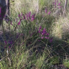 Comesperma ericinum at Gundaroo, NSW - 9 Oct 2021