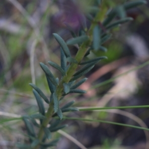 Comesperma ericinum at Gundaroo, NSW - suppressed