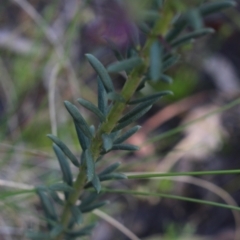 Comesperma ericinum at Gundaroo, NSW - 9 Oct 2021