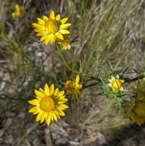 Xerochrysum viscosum at Fargunyah, NSW - 9 Oct 2021 10:46 AM